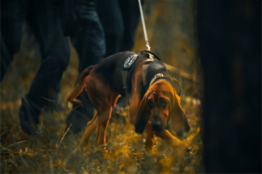 K-9 bloodhound on a scent