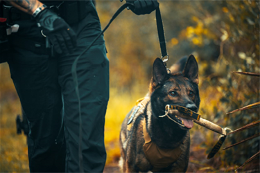 Officer handling K-9 german shepard