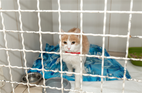 cat in shelter